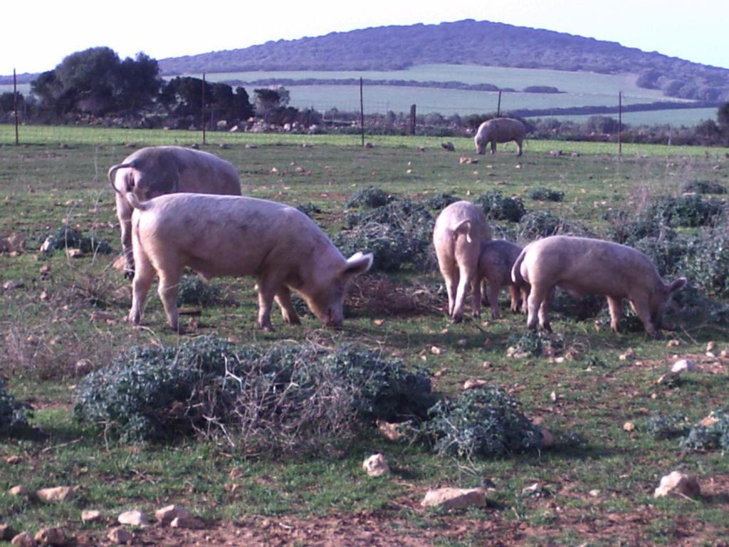 Agriturismo Cuile De Molino Porto Torres Εξωτερικό φωτογραφία