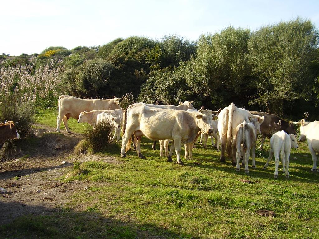 Agriturismo Cuile De Molino Porto Torres Εξωτερικό φωτογραφία